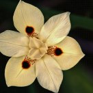 African Iris
